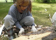 Stripping bark off tree for Wooden Cross